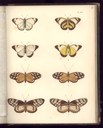 Lepidoptera, Pl.XLI, ilustrace z "Recueil d